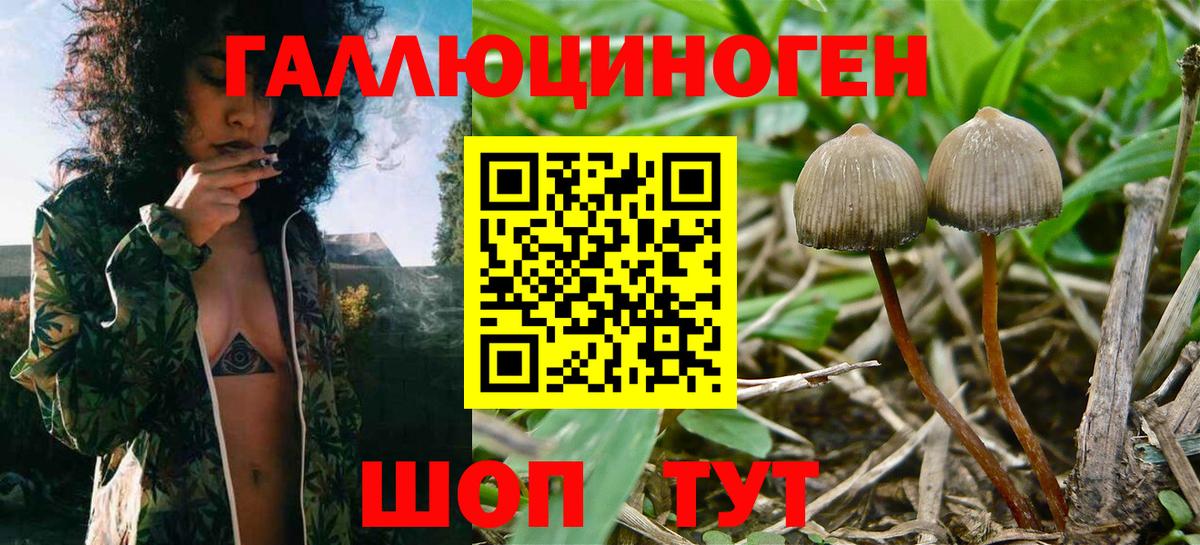 Галлюциногенные грибы Psilocybine cubensis Югорск